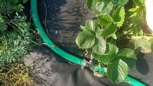Простой способ установки капельного полива.
