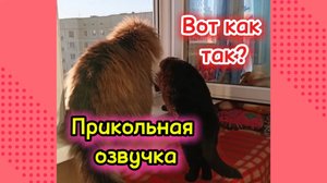 Вот как так? Прикольная озвучка кошек.