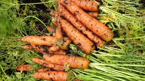 Убираем морковь 🥕🥕🥕 и свеклу.Нам хватит.