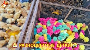 Цыплята и утята милые пушистики растут на радость хозяину (76)