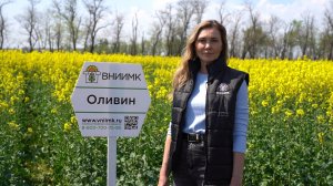 Первый высокоолеиновый сорт озимого рапса Оливин