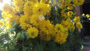 золотые шары  музыка и исполнение Олег Сапегин,сл Галина Хлебникова