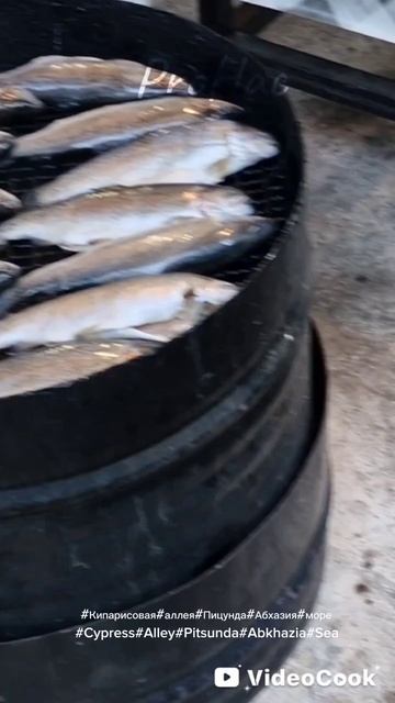 #Кипарисовая#аллея#Пицунда#Абхазия#море#Cypress#Alley#Pitsunda#Abkhazia#Sea