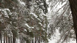 Остановка в лесу в зимнюю ночь. Музыкальный клип на стихи Р.Фроста. Перевод Андрея Субботина