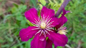 Клематис Ниобе