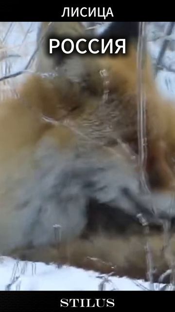 Лисица#РОССИЯ_fox#RUSSIA смотреть онлайн