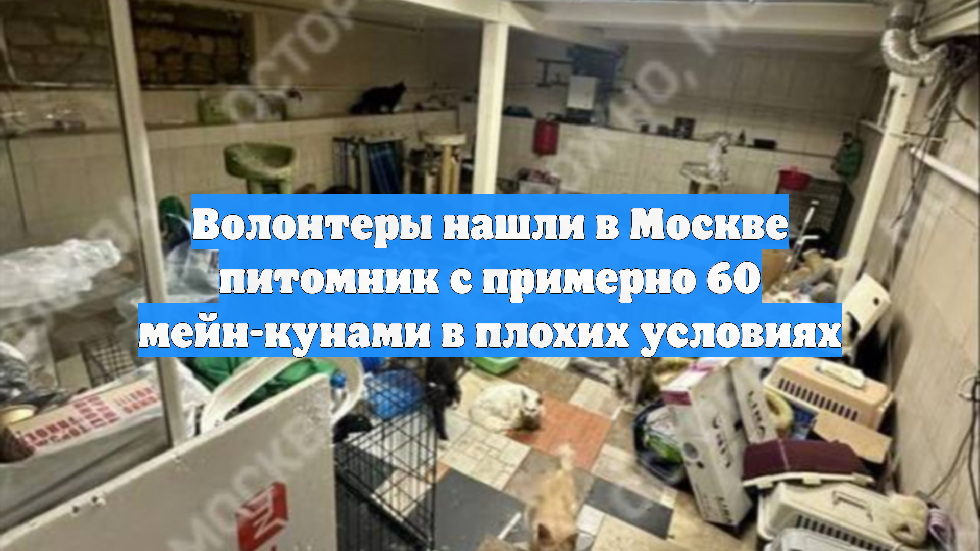 Волонтеры нашли в Москве питомник с примерно 60 мейн-кунами в плохих условиях