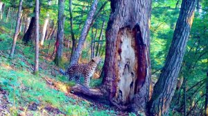 Дальневосточный леопард на летней прогулке (3)