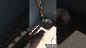 Короткометражка" Дела минувших летних дней" 2025 г.