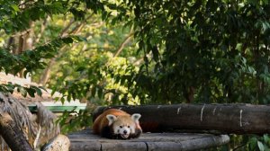 14083135_1920_1080_25fps