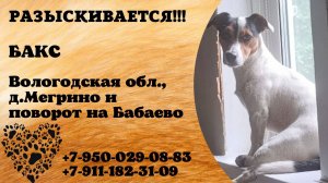 Пропала собака! БАКС. Вологодская обл,  д. Мегрино
