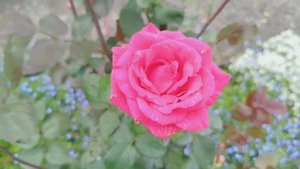 САД.РОЗЫ 🌹,ФЛОКСЫ,Ужин на Дачке