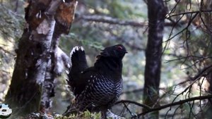 Дику́ша Falcipennis falcipennis