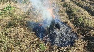 кабачки ещё цветут. жгу-ботву!