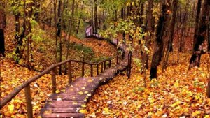 Кленовый лист.- Николай  Караченцов