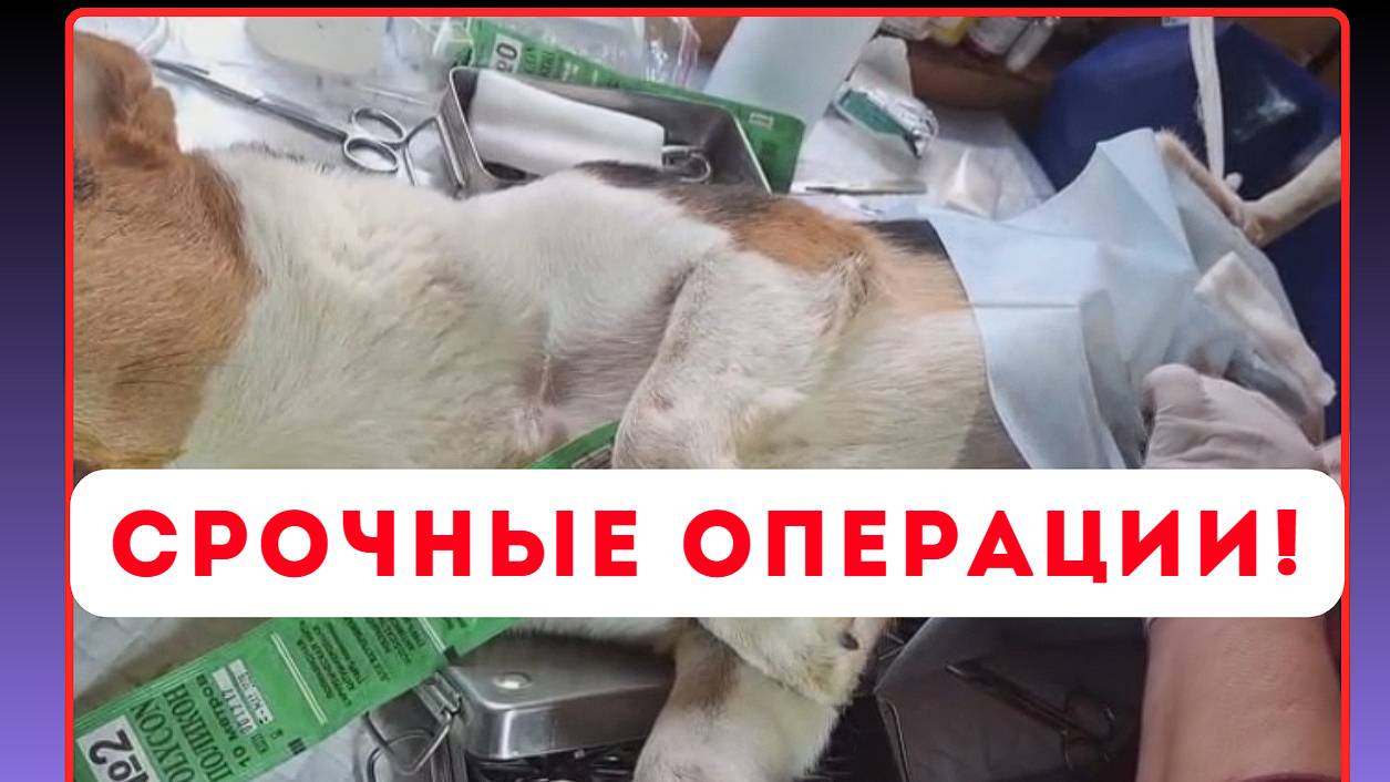 СРОЧНЫЕ ОПЕРАЦИИ! ПОМОГИТЕ...  💔🙏🏻