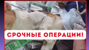 СРОЧНЫЕ ОПЕРАЦИИ! ПОМОГИТЕ... 💔🙏🏻