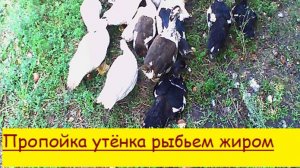 Лечение утёнка рыбьем жиром