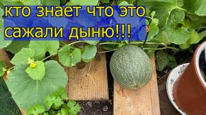 30.08 шайтан-машинка для закатки / последняя неделя лета / что растет в теплице / у кошечки камушки