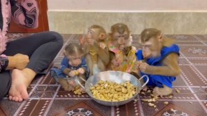 Обезьянки 4 малышни пищат ноют стонут кушать Старшая тащит казан Едят орешки не простые земляные
