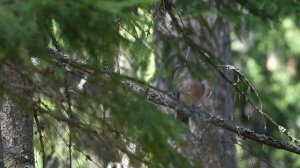 Мяукающая сойка пересмешница