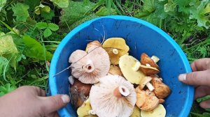 В поиске маслят! В окрестностях Межевого.