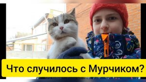 Воспоминания 2021 г. Последнее видео с Мурчиком... Короче говоря ОН - ОНА.