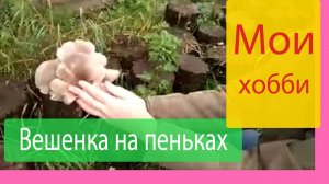 Выращивание грибов вешенка на пеньках. Первый урожай