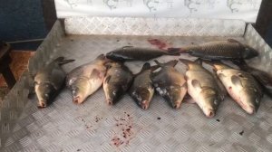 итоговый улов карпа на большом водоёме