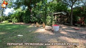 Куры несушки свободного выгула и их обычная куриная рутина – эпизод (662)