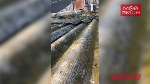 Назвал Чипом: милый бурундук приходит в гости за семечками к амурчанину