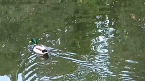 СПОКОЙНО ПРОЖИТЫЙ ДЕНЬ, РАЗВЕ ЭТО НЕ СЧАСТЬЕ☺✨. ПОЛЮБУЙТЕСЬ НА фОНТАНЫ..