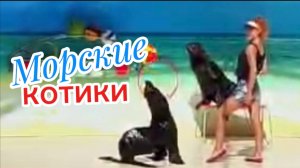 Северные морские котики в дельфинарии Коктебеля - летние шоу 2025 в Крыму. Август- сентябрь