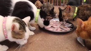 Кошачий пир кошки едят рыбу