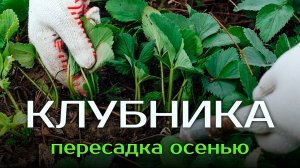 КОГДА ПЕРЕСАЖАТЬ КЛУБНИКУ НА НОВОЕ МЕСТО ОСЕНЬЮ🍓🍂
