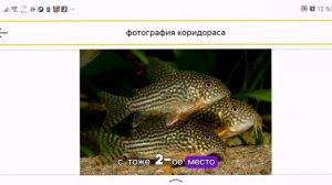 топ 5 самых лучших рыб для аквариума