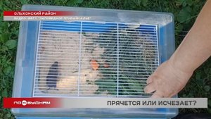 Численность ольхонской полёвки сокращается на Байкале