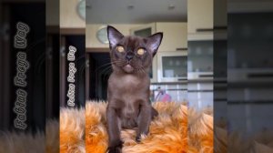 Соболиный бурманский котёнок Fabius Freya Way