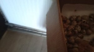 Новый вылуп перепелят. Монетизация Дзена