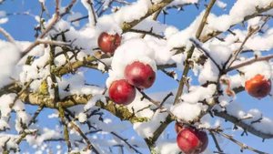 Последние плоды