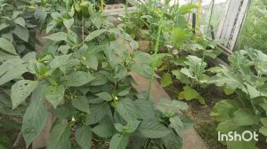 Огурцовая икра