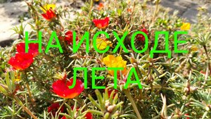 На исходе лета.Не с того я день начала...