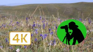Звуки летней степи для расслабления, крепкого сна и лечения депрессии / Птицы и ветер 4K