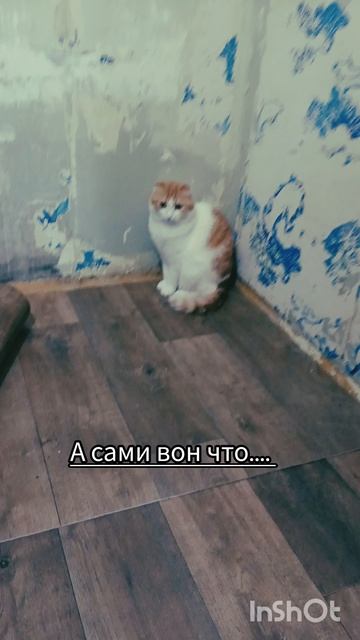 Барин не доволен🐯