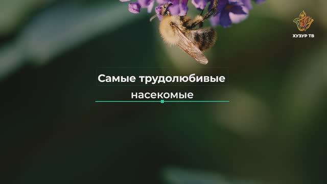Самые трудолюбивые насекомые | Чудеса сотворения. Мир насекомых