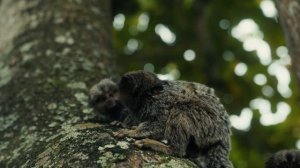 13863156_3840_2160_24fps