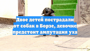 Двое детей пострадали от собак в Борзе, девочке предстоит ампутация уха