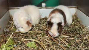 Жених и невеста Золтан и Ева 01.09.25 #американский_тедди