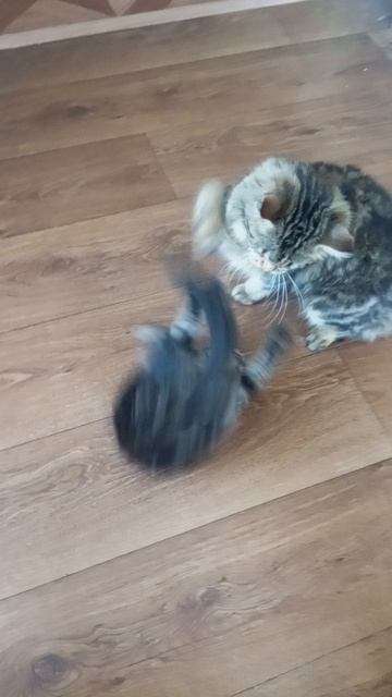 Мила и котёнок