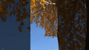 Самая красивая пора на Алтае